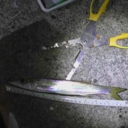 遅い時間から釣行